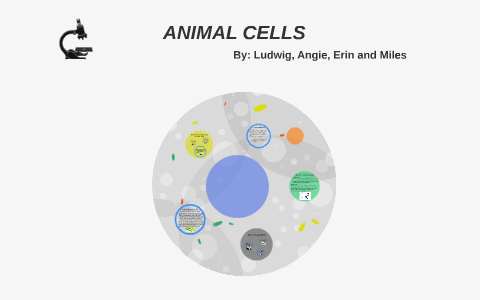 ANIMAL CELLS by Erin Lee on Prezi
