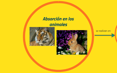 Absorción en los animales by Yovanny Ramirez on Prezi