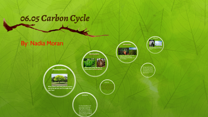06.05 Carbon Cycle by nadia moran on Prezi