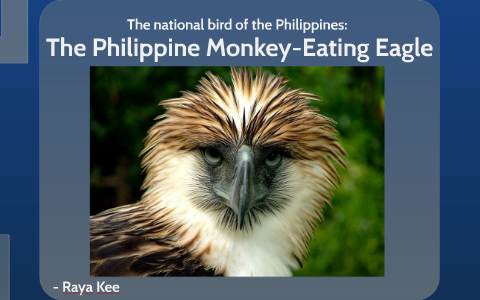 the philippine monkey eating eagle by raya k the philippine monkey eating eagle by