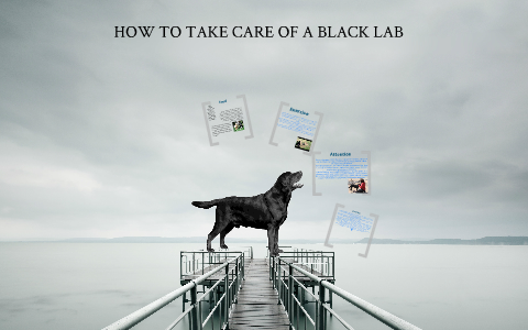 how to take care of a blake lab by rebecca haydon on Prezi
