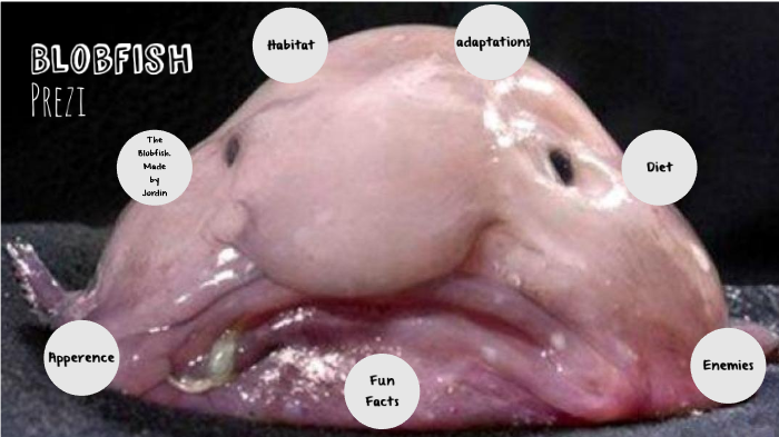 blobfish facts