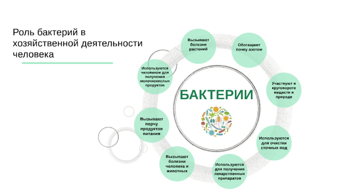 Отразите информацию о роли бактерий в жизни человека в схеме