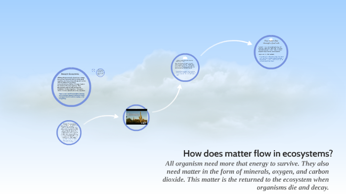 How Does Matter Flow In Ecosystems By Vivi Padilla