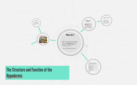 The Structure and Function of the Hypodermis by Alyssa Palmer on Prezi
