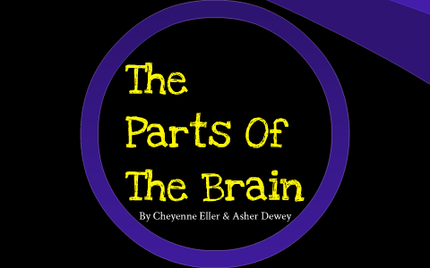 The Parts Of The Brain by Asher D on Prezi