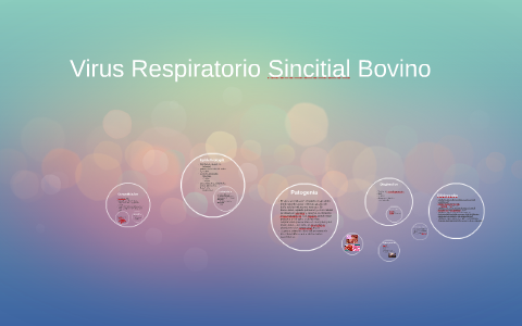 Virus respiratorio sincital bovino by Cristina Becerra on Prezi