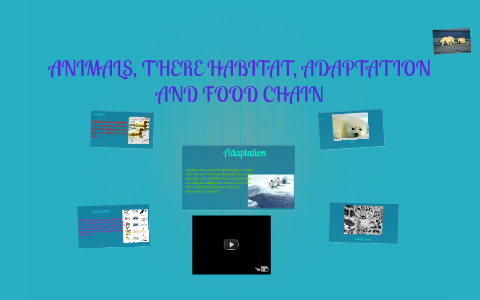 ANIMALS, THERE HABITAT, ADAPTATION AND FOOD CHAIN by on Prezi Biology Diagrams