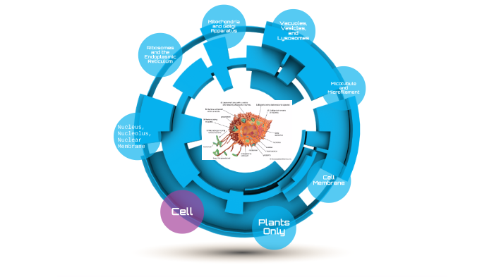 Bio-Cell Project by Lilliana Taussig on Prezi