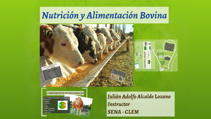 NUTRICIÓN Y ALIMENTACIÓN BOVINA by julian joker110 on Prezi