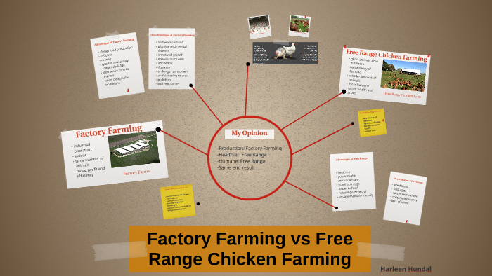 Factory Farming vs Free Range Chicken Farming by Harleen Hundal on Prezi