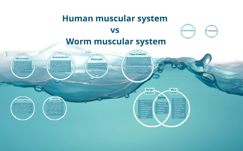 Hook Worm - The Muscular System Evolution and Development