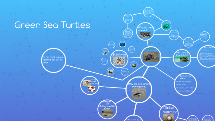 Green Sea Turtles by Bianca Bleoju on Prezi