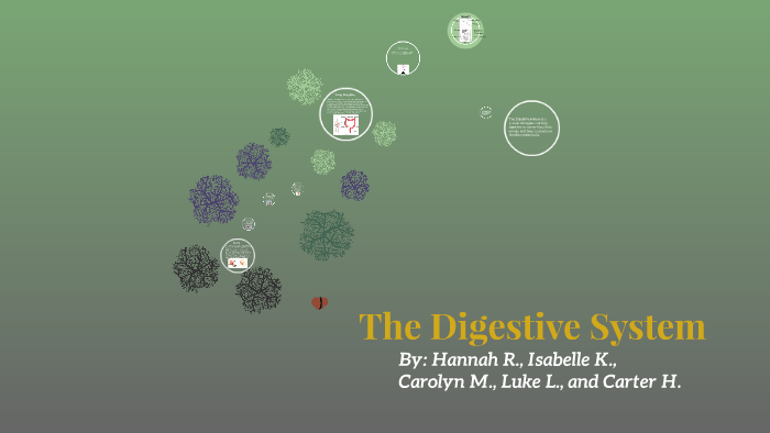 The Digestive System by Hannah Robinson on Prezi