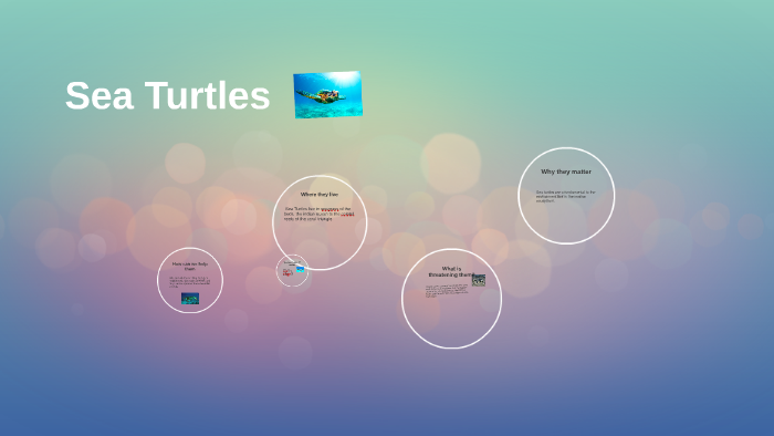 Sea Turtle by Alexia Serrato on Prezi