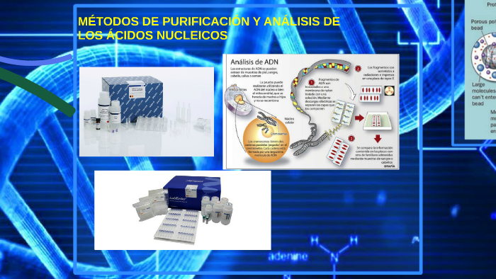 MÉtodos De PurificaciÓn Y AnÁlisis De Los Ácidos Nucleicos By Riccardo Lopez On Prezi