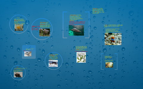 La compétition en écologie et biologie, est la « rivalité » by ...