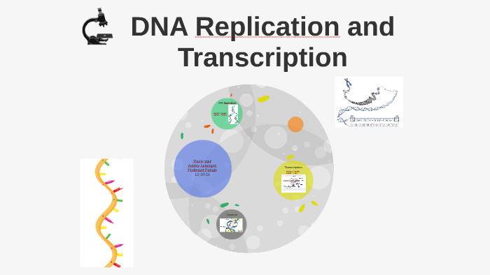 DNA Replication and Transcription by Ashley Lonergan on Prezi