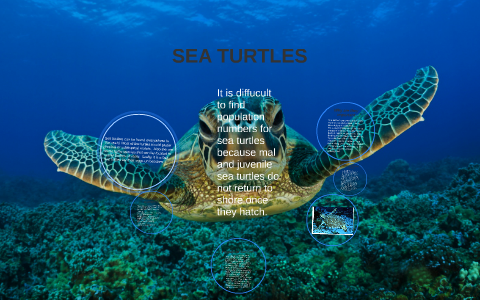 SEA TURTLES by on Prezi