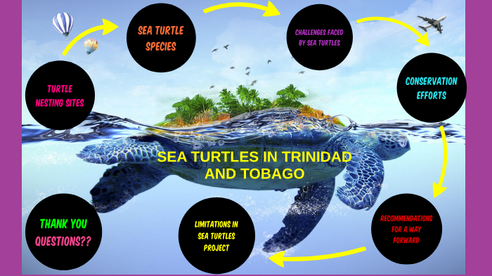 SEA TURTLE PROJECT by Riana Sirju on Prezi