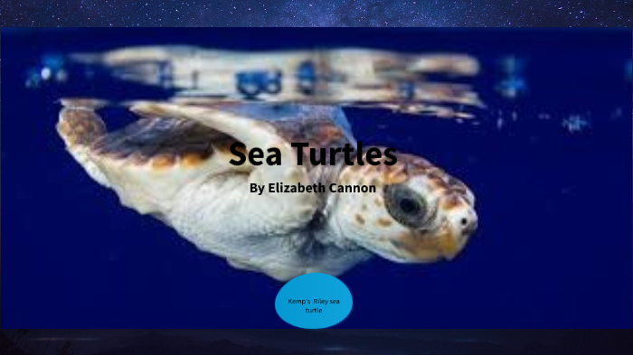 Sea Turtles by Elizabeth Cannon on Prezi