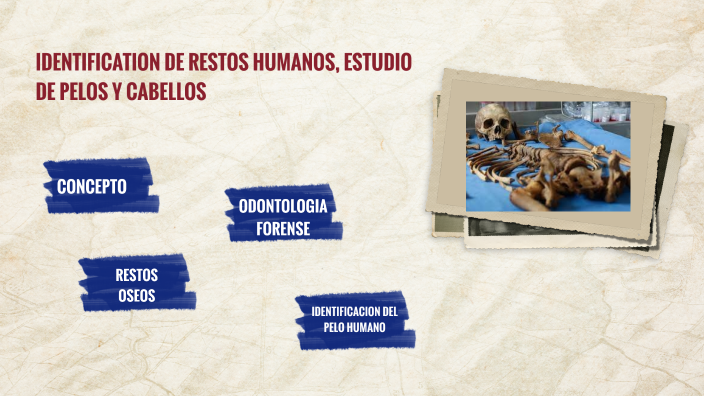 IDENTIFICACION DE RESTOS HUMANOS, ESTUDIOS DE PELOS Y CABELLOS by