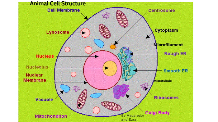 Animal Cell Structure by Macgregor Barrett