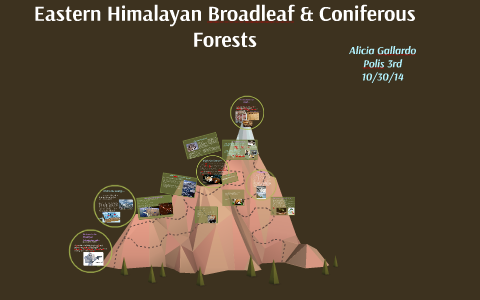 Eastern Himalayan Broadleaf & Conifer Forests by Alicia Gallardo