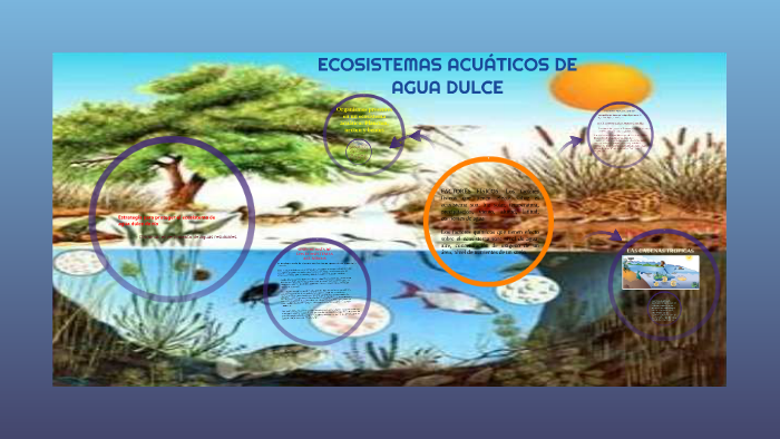 Ecosistema De Agua Dulce Dibujo
