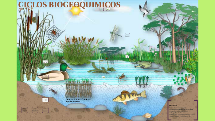 Ciclos Biogeoquimicos by Oswaldo Dominguez on Prezi