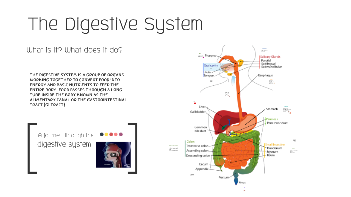 The Digestive System by Tara Oakley on Prezi