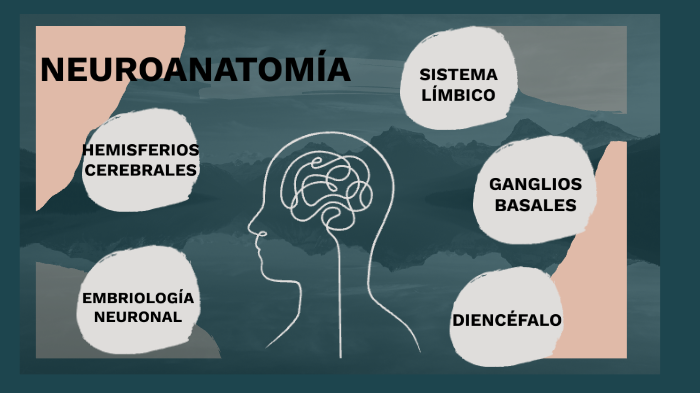 Neuroanatomía. by Weard Ead on Prezi