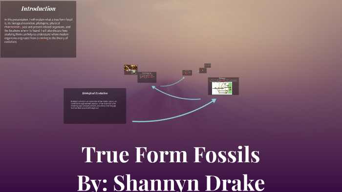 True Form Fossils By Who Who