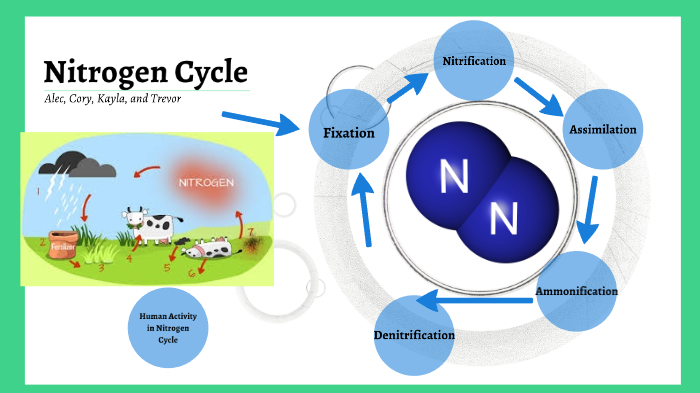 Nitrogen Cycle by Trevor Nelson on Prezi