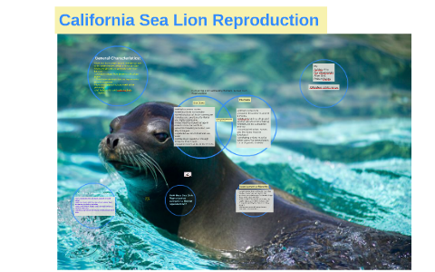 California Sea Lion Reproduction by Ela Villagonzalo on Prezi