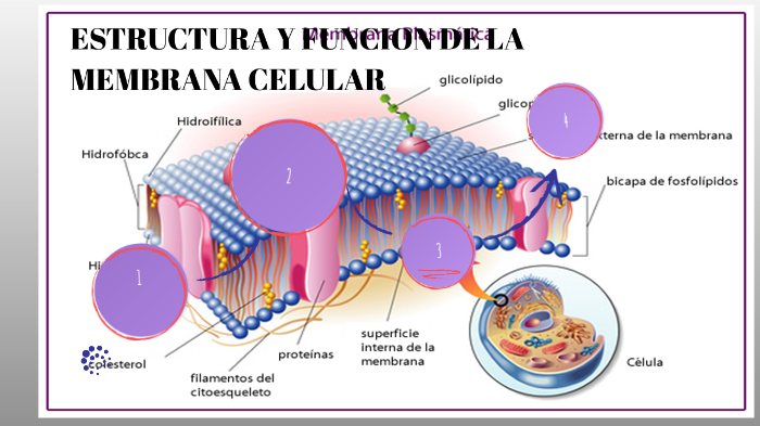 Estructura Celular