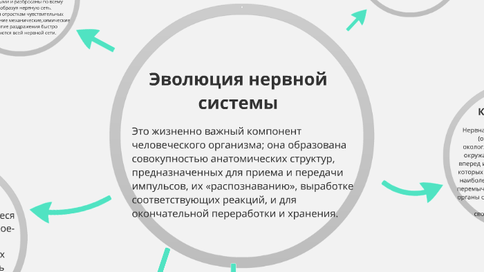Эволюция нервной системы by Yana Vranesko on Prezi