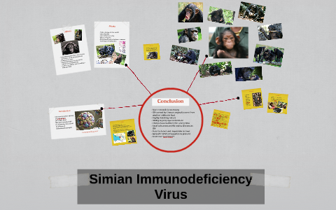 Simian Immunodeficiency Virus by Theresa Allison-Price