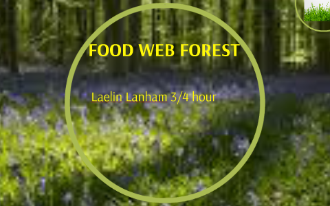FOOD WEB FOREST by Laelin Lanham