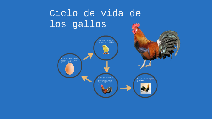 El Ciclo De Vida De Un Gallo