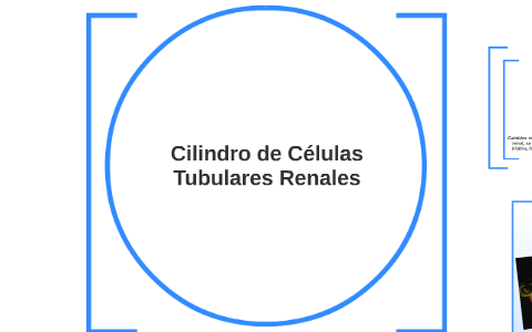 células tubulares renales