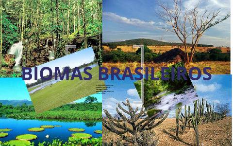 Biomas Brasileiros by Bruna Poletto on Prezi