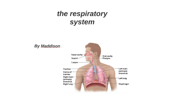 the respiratory system by maddison bayley on Prezi