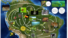 Amazon Rainforest Food Web By Joshua Svatek