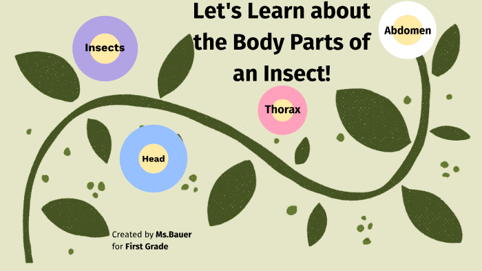 the-body-parts-of-an-insect-by-abbey-bauer