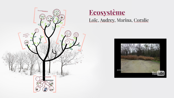 Ecosystème By Loïc Renevey On Prezi