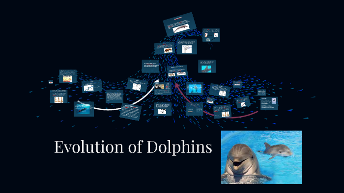 Evolution of Dolphins by Hala Abdelhadi on Prezi