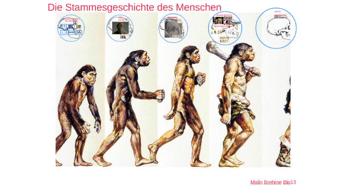 Die Stammesgeschichte Des Menschen By Malin Brehme