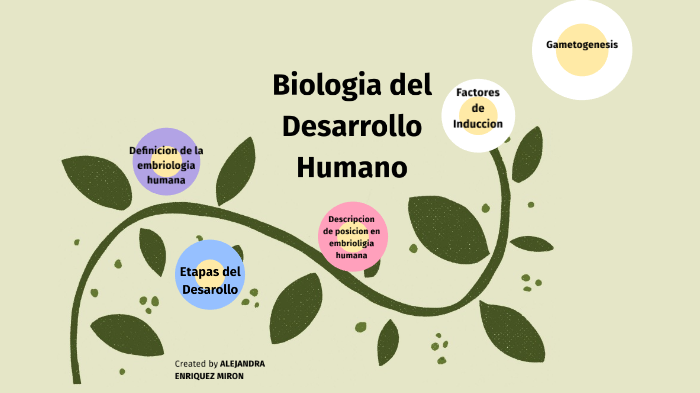 Biologia La Etapas Del Desarrollo Humano - Riset