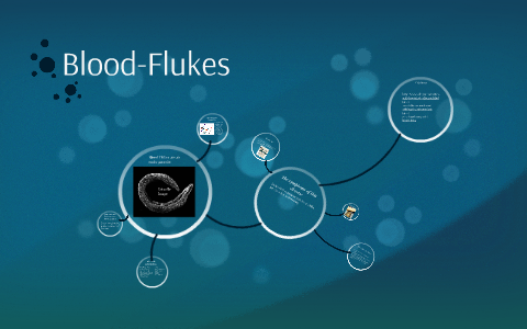 essay on blood flukes